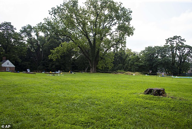 Crews dug out fence posts three feet thick cut from red cedar