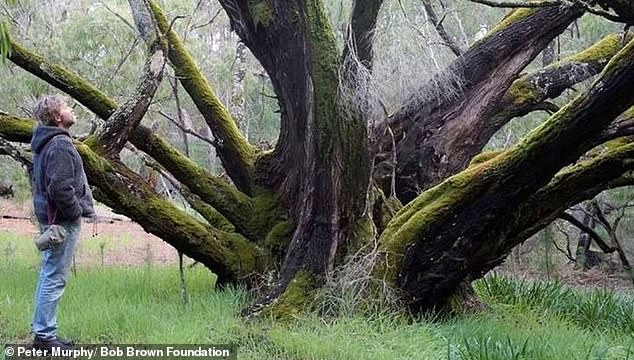 Politician Bob Brown believes it should be criminal to cut down such a historic and important tree