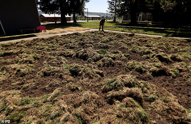 Footage captured by the Press Democrat shows the devastation caused by the animals, with swaths of grass completely wiped out