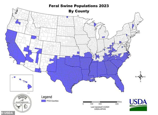 But by 2023, feral hogs will have completely colonized the southern US, along with California