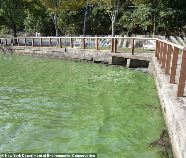 Lake Agawam, seen here, is one of the most polluted lakes in New York State and is home to celebrities including Calvin Klein and billionaire David Koch