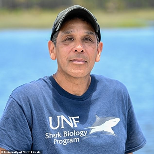 Jim Gelsleichter, director of the UNF Shark Biology Program, jumped into the water to grab the line they used to catch large species and save the sawfish