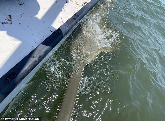 The discovery of the sawfish came less than six months after more than 50 of them died in Florida from a spinning and whirling disease