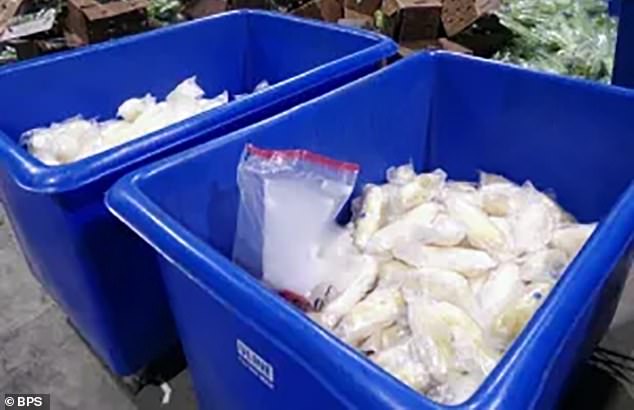 The celery contained nearly 629 pounds of methamphetamine, which was reportedly being transported by a 34-year-old driver who had a valid border crossing card