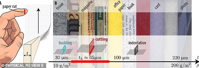 The researchers tested different types of paper, including office paper, cardboard, magazines and tissue paper