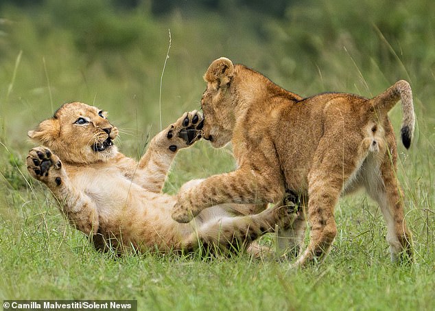 He was resting in the Masai Mara National Park in Kenya when he was rudely interrupted by the young cubs