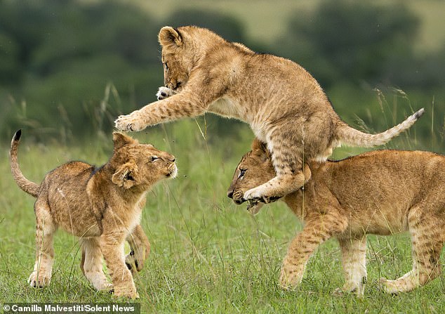 The three cubs were seen wrestling and rolling on the grass as they played