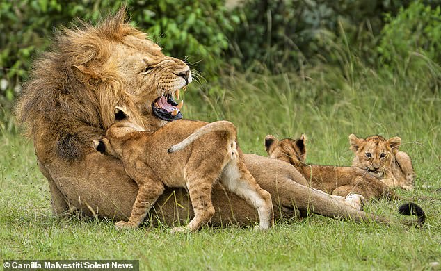 Their play fight got a little too aggressive and they ended up on top of their father, who quickly woke up and showed his displeasure