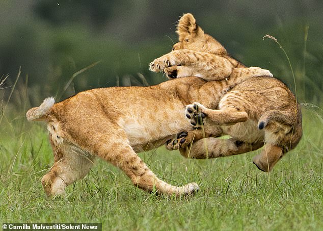 They tried to pin each other to the ground with powerful tackles before moving on to the male lion