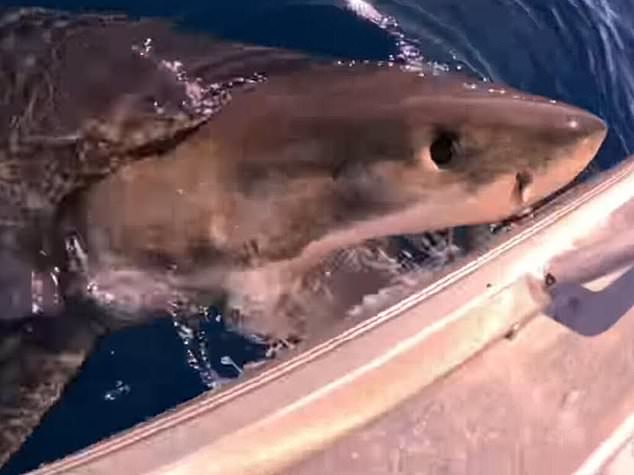 The shark circled the fisherman before emerging from the water to bite their boat