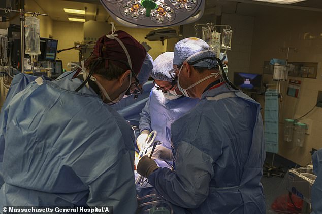 Surgeons perform the world's first genetically modified pig kidney transplant into a living human on March 16, 2024 at Massachusetts General Hospital in Boston