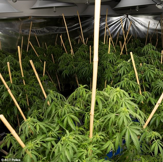 Police also seized more than 2,500 cannabis plants with a street value of approximately $93 million (pictured)