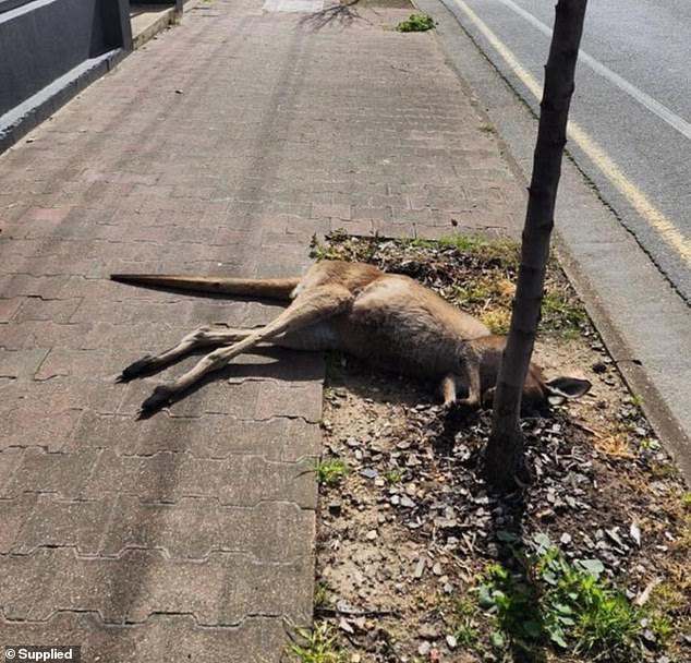 A local Muslim leader called the dumping of the dead kangaroo 