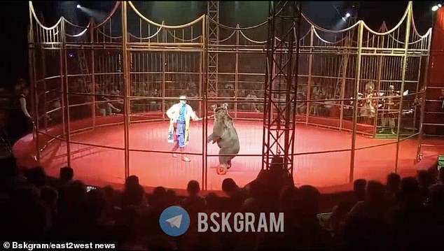 The terrifying moment a female bear attacks her trainer during a Russian circus performance