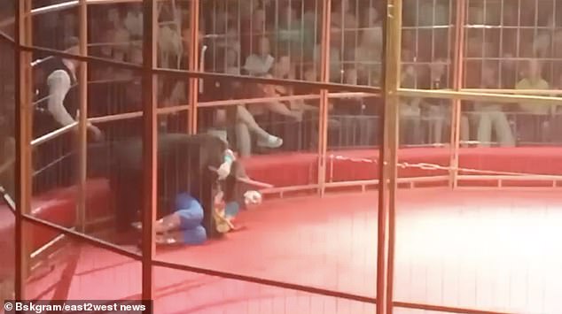 Reports said the trainer was rushed to hospital, but this was denied by the circus.