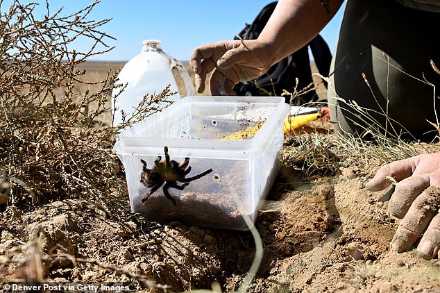 Above, Colorado State University PhD candidate Jackie Billotte releases a female tarantula near her old den after making a plaster mold of the tarantula's burrow at the Southern Plains Land Trust Heartland Ranch Nature Preserve on September 24, 2022 near Lamar, CO.