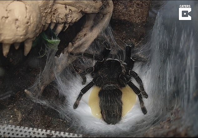 Above, a female tarantula releases a leaking egg sac containing over 1,700 offspring