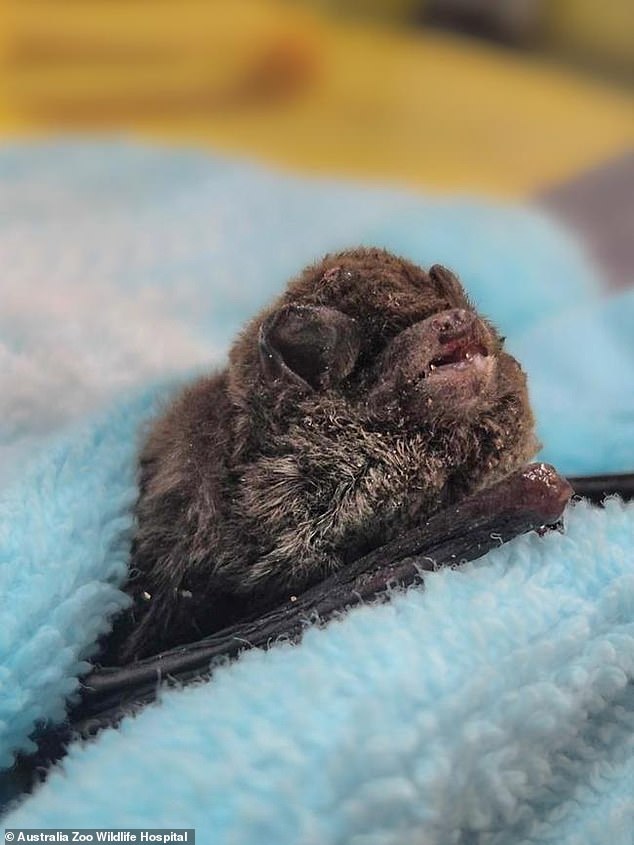 An animal welfare organisation rescued the surviving animals from the Dularcha Railway Tunnel in Mooloolah Valley, Queensland, before they were transferred to the Irwin family's Australia Zoo Wildlife Hospital in Beerwah