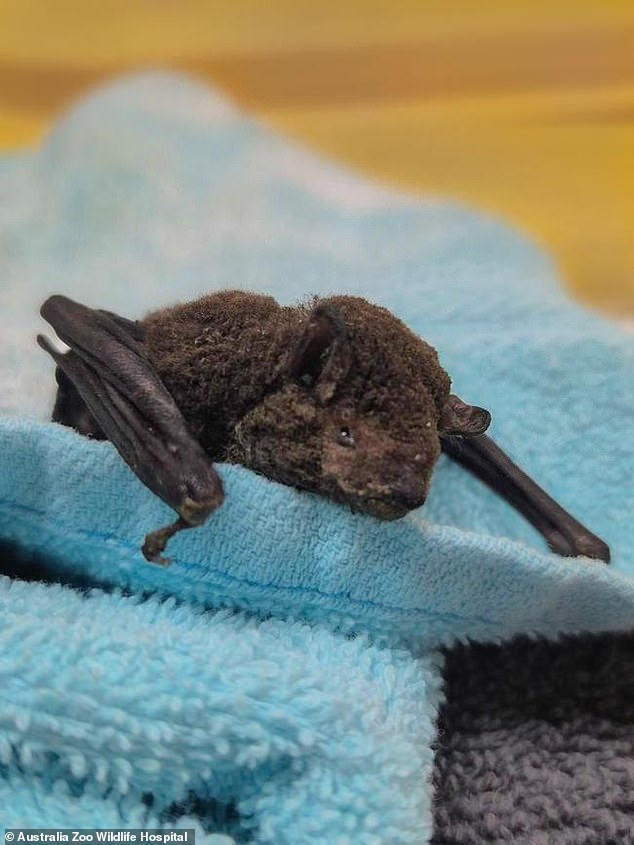 “We are deeply saddened to learn that these beautiful microbats have been deliberately mistreated in the wild,” Bindi said in a statement