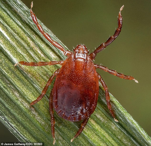 Health leaders said the risk to public health was low because the disease is usually spread through bites from ticks that are not native to the UK and is not easily transmitted between people. Pictured: Stock photo of tick