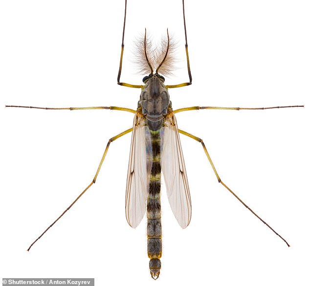 The Oropouche virus is primarily spread by bites from an insect called a midge. Sometimes mosquitoes also carry it