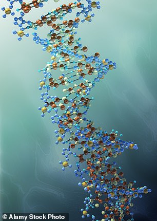 Dawkins said that human genetic evolution was not as rapid as cultural evolution. Above is a model of a DNA strand