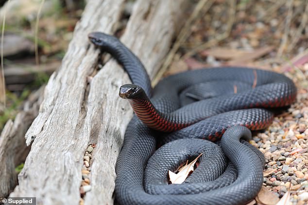 Experts have warned Australians there has already been a rise in the number of snake sightings, which they are calling 'extraordinary'