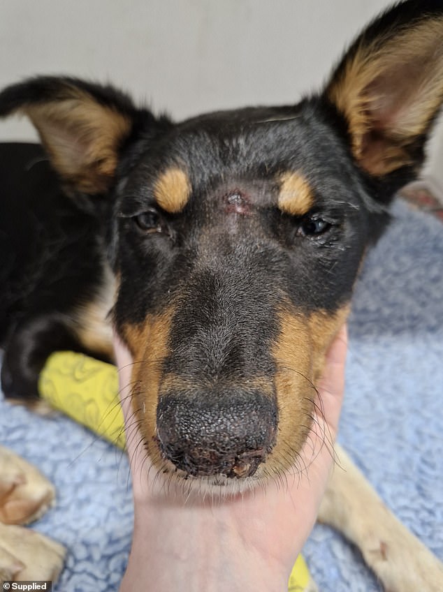 The vet was shocked to discover the dog had been 'deliberately' shot between the eyes with a gun (photo)