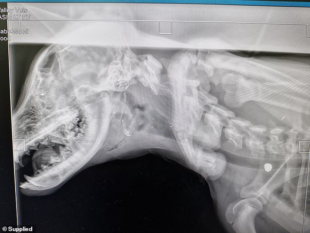 Incredibly, the bullet narrowly missed Chunky Baby's brain, with fragments now lodged through his skull and in his lungs (pictured: white spot at bottom right of photo)