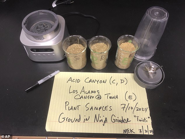 This July 21, 2024, photo shows the vegetation of Acid Canyon and lower Los Alamos Canyon near Los Alamos, NM, after being milled as part of a radiation testing and sampling project