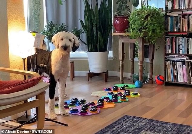 Bunny the sheepadoodle shot to internet fame when her owner posted a video of the 11-month-old dog communicating with a soundboard. However, the public is skeptical about whether dogs like Bunny really understand the meaning of the words they use