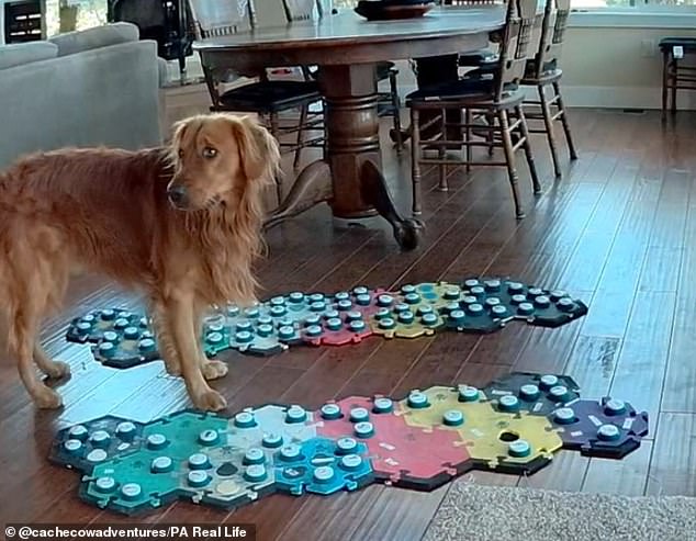 Cache can press buttons on the mat to request cuddles, see specific people, or just ask for attention. In the study, dogs responded to the button sounds regardless of who was pressing them, suggesting they weren’t just picking up on cues from their owners