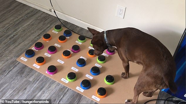 Dog owner Christina Hunger, 26, taught her pet Stella to use a specially adapted keyboard. Her advice is to observe what words you use to talk to your dog and train him with those words first