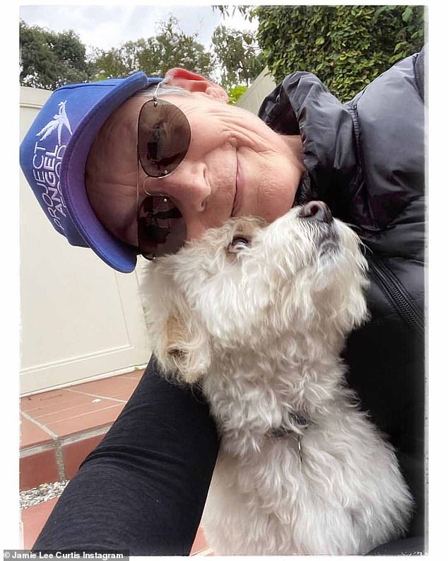 Much of this meteoric public demand has been driven by a widespread belief that designer crossbreeds are a healthier option. Pictured: Jamie Lee Curtis and her labradoodle