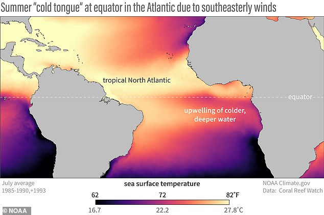 In a normal year (pictured), strong winds above the equator blow away warm surface water and cause colder water to well up from below (illustrated in purple)