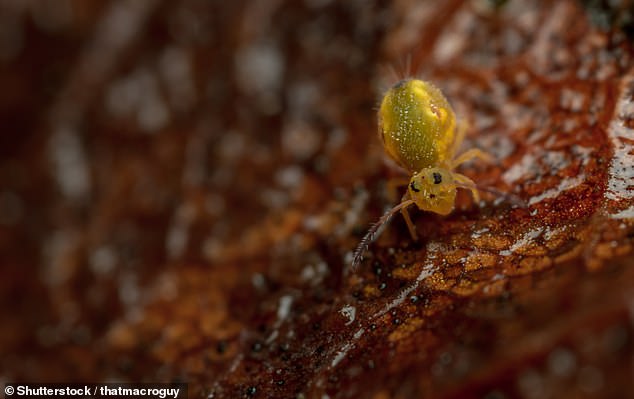 Globular springtails do not use their legs to jump, but instead rely on an appendage called a furca. This folds up under their abdomen, and has a small, forked structure at the end