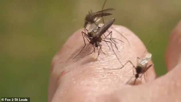 West Nile virus is a flavivirus, a family of viruses that also includes St. Louis encephalitis virus, Japanese encephalitis virus and Powassan virus, the health publication said.