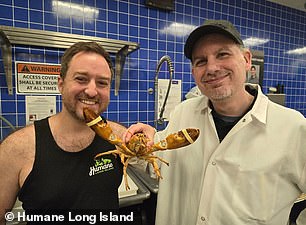 After HIL intervened, John Di Leonardo and his team of experts cared for the crustacean and released it back into the wild earlier this week