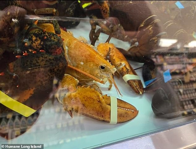 Orange lobsters get their color from a genetic mutation