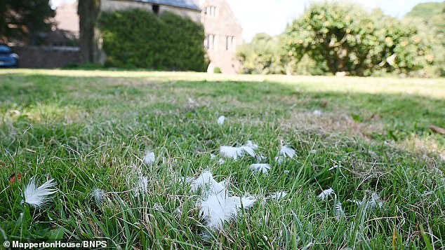 The scene of the Quackers attack. Lady Montagu is now appealing to the dog walker to come forward and offer an apology and explanation