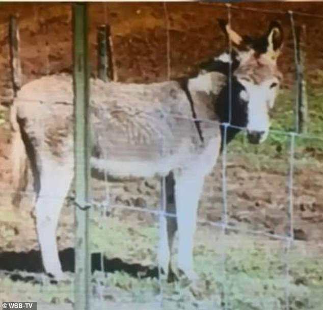 A CASE THAT BUCKS THE TREND: The donkey that attacked her. She said he grabbed her by the arm and dragged her under the barbed wire