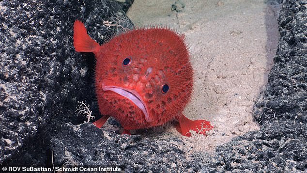 The seamount is more than 1.9 miles tall — a third as tall as Mount Everest — and is home to at least 20 never-before-seen species. Pictured: a sea toad