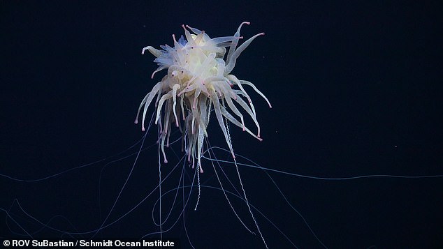 Incredible footage offers the very first glimpse of these creatures, including a sea toad, flying spaghetti monsters (pictured) and a Casper octopus