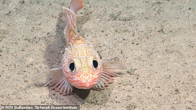 The new seamount was discovered by a team of oceanographers from the Schmidt Ocean Institute while exploring the Nazca Ridge, an underwater mountain range 900 miles off the coast of Chile. Pictured: A new species of scorpionfish