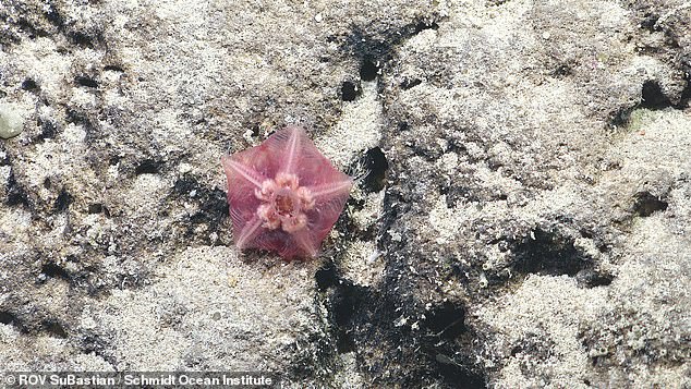 Using underwater robots, the team was able to map the enormous mountain and film some of the life that thrives there. Pictred: a deep-sea starfish