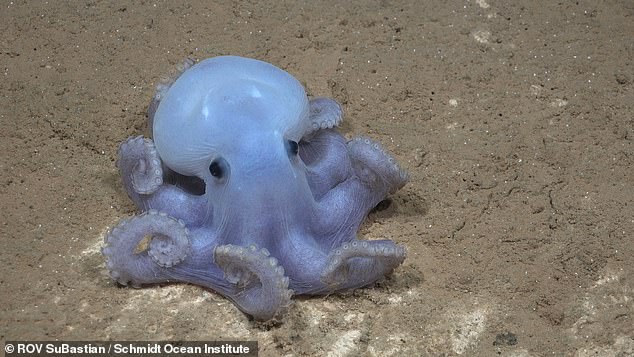 A pristine coral garden was discovered covering 800 square metres, about the size of three tennis courts. Pictured: the Casper octopus