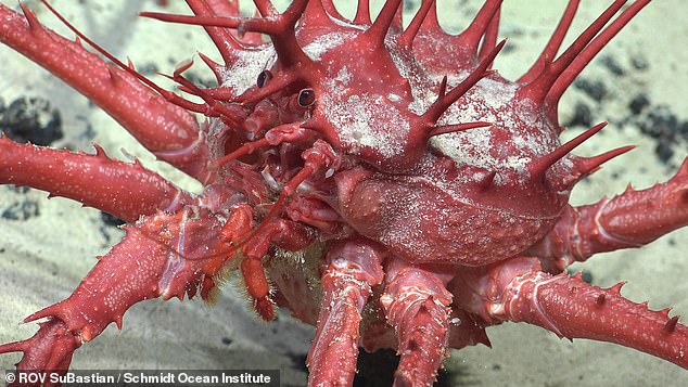 Deep-sea corals have been discovered to be home to a variety of unusual organisms, including stonefish, brittle stars and king crabs (pictured)