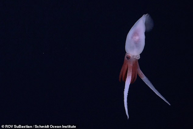 The team also captured the first-ever camera footage of a live Promachoteuthis squid (pictured)