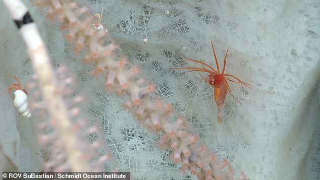 This expedition was the third conducted in the region this year, with the previous two expeditions documenting over 150 new species. Pictured: a Poliopogon sponge with a shrimp