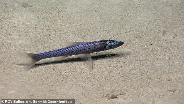 Before the Schmidt Ocean Institute expeditions, this part of the Pacific was known to be home to 1,019 species. Now that number is over 1,300 ¿ and growing. Pictured: a tripod fish